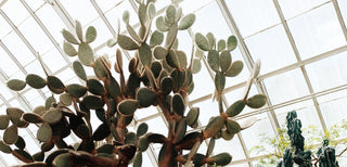 New York Botanical Garden - Botanica Paper Co.®